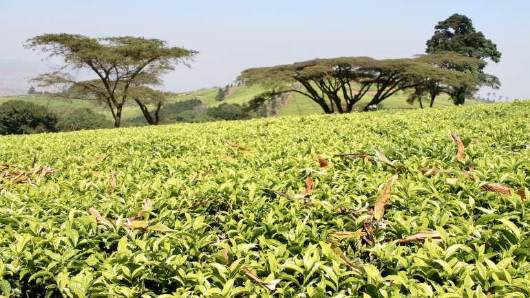 Satema Tea Estate (2016) in Southern Malawi.